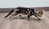 Marble bengal kitten male available
