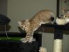 Healthy Female Bengal Kitten For Sale
