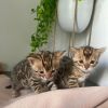 beautiful bengal kittens
