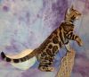 READY Female Brown Rosetted Glittered Pelt Bengal Kitten
