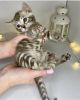 Cute Bengal kitten for sale