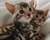 Top quality bengal kittens