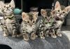 TICA and CFA Registered Bengal Kittens