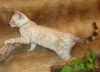 *ADOPTED* SILVER SNOW LYNX MALE BENGAL KITTEN BLUE EYES