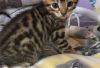 Lovely Rosetted Bengal Kittens