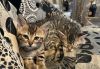 3 Stunning Bengals Kittens