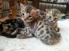 TICA registered Adorable bengal kittens