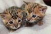 Stunning Rosetted Male and Female Bengal Cats
