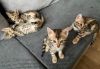 Bengal cat male and female for sale