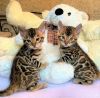 Baby leopard bengal for sale at a good price