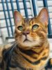 1 Year Old Bengal For Adoption
