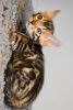 Clouded Bengal Sire from Europe Has 4 Gorgeous Male Kittens
