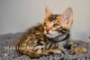 Clouded Bengal Sire from Europe Has 4 Gorgeous Male Kittens
