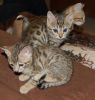 Quality TICA Bengals Kittens Available.