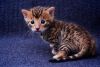 TICA Bengal Kittens Available. Text: xxx-xxx-xxxx