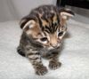 faggd loving Bengal kittens for sale