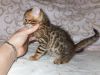 fsgshdjdn Tica reg Bengal kittens for sale