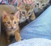 Bengal kittens for sale, See ad photos