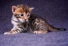Stunning Rosetted Bengal Kitten