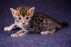 Beautiful 3/4 Bred Bengal Kittens