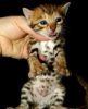 Bengal Kittens for your home