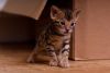 Bengal Kittens for free addoption