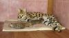 serval kitten available