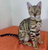 Bengal Kittens With Pedigree Papers Ready Now