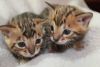 Cute And Lovely Bengal Kittens.