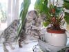Stunning pedigree Bengal kittens for sale