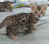 Two Top Class bengal Puppies Available