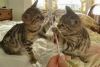 Cute Bengal Kittens(xxx) xxx-xxx4