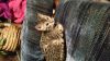 Tica Registered Bengal Kitten - For Sale