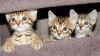 Bengal kittens for adoption...