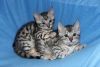 Bengal kitten is now ready to go Homes
