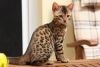 Bengal Kittens Available Now..