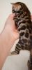 cute Bengal kittens for sale