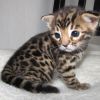 Bengal Kitten for sale asap