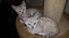 Cute Bengal Kittens for Sale