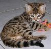 Leopard Bengal kittens