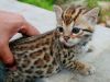 Gorgeous Pedigree Bengal Kittens available