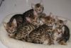 5 cute and adorable bengal kittens