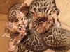 Cute bengal kittens ready for new homes