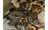 Brown Spotted Bengal Kittens Available Now.
