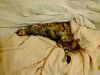 Very adorable Bengal kittens ready for adoption