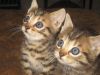 Bengal kittens 9 weeks