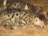 Beautiful Bengal Kittens For Adoption