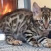 Exceptional Pedigree Bengal Kittens