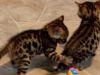 Home Raised Bengal Kittens