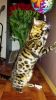 Beautiful Rosetted Purebred male Bengal Available
